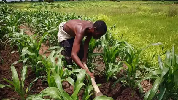 Nigerian youths take to agriculture amidst prospects and challenges